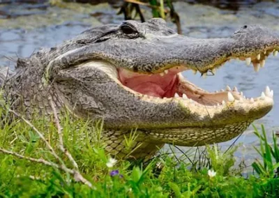 Alligator on the bank