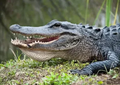 Alligator on the bank