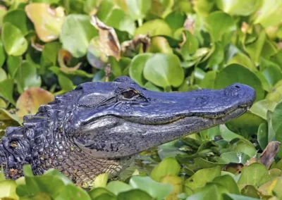 American Alligator