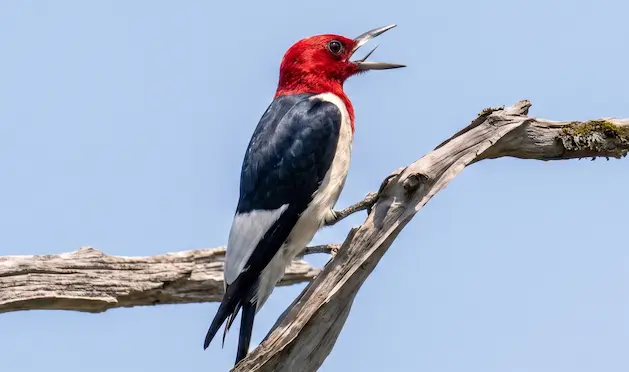 Red-Headed Woodpecker Red-Headed Woodpecker