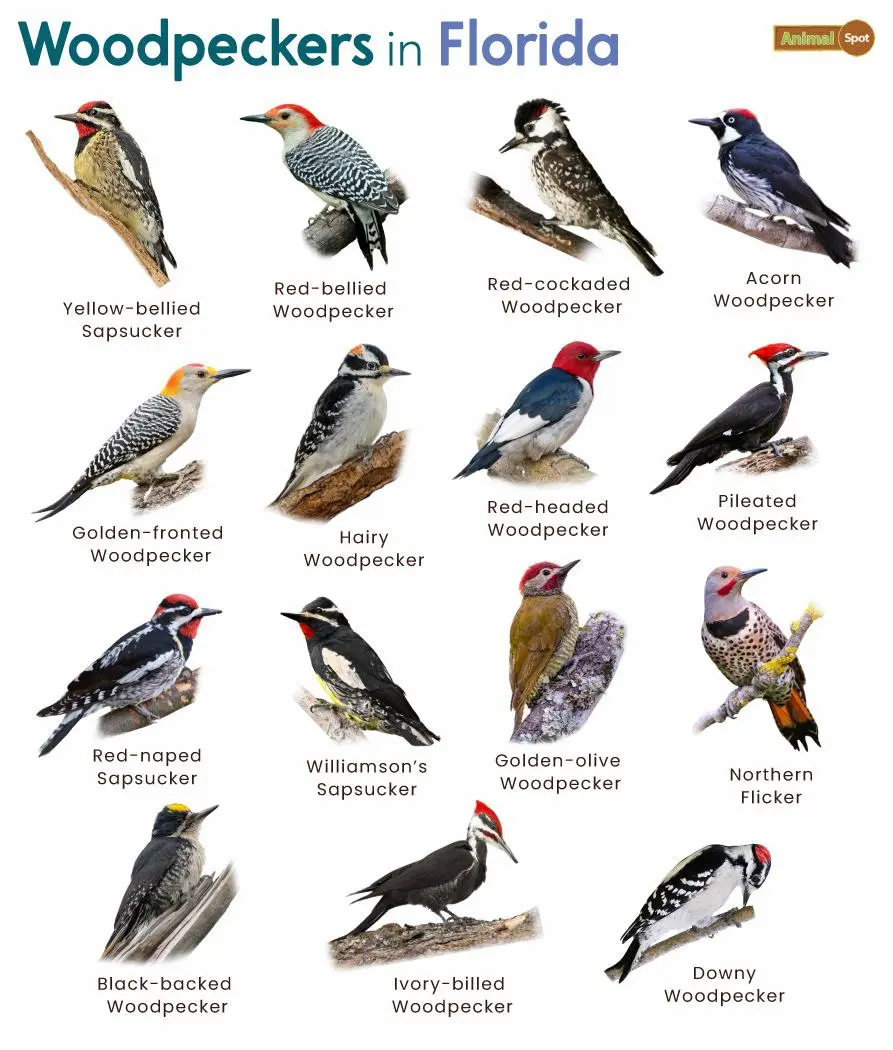 Woodpeckers in Florida