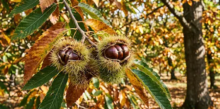 Chestnuts Chestnuts