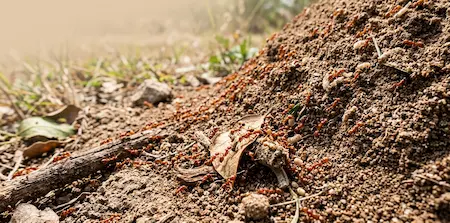 Fire Ants Fire Ants