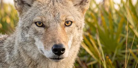 Florida Coyotes