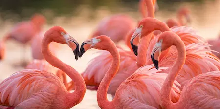 Florida Pink Flamingos