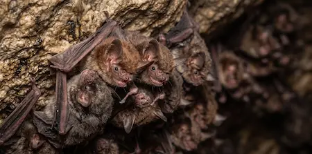 Florida Bats