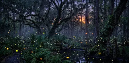 Fireflies