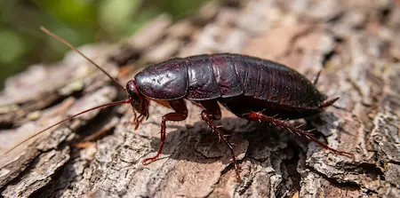 Florida Woods Cockroach