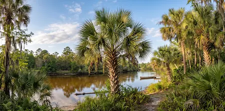 Sabal Palm Trees